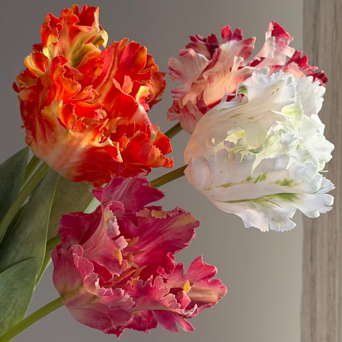 Dramatic Ruffled Tulips Stems